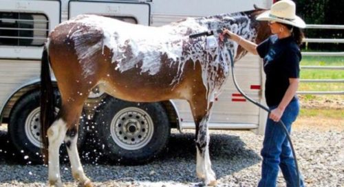 horse-foam